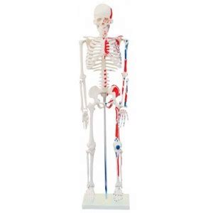 Esqueleto Humano Cm C Origens E Inser Es Musculares Col C
