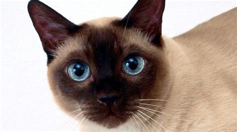 tonkinese cat breed history   interesting facts