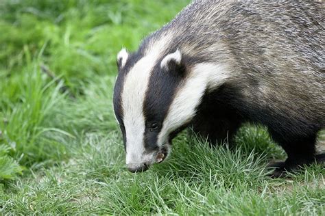 European Badger Photograph By Gustoimagesscience Photo Library Pixels