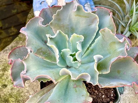 2 4 6 Pot Of Echeveria Pink Coral Reef Large Etsy