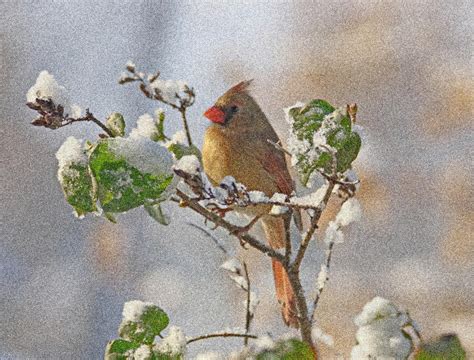 Cardinal On Snowy Branch Photograph By Sandy Keeton