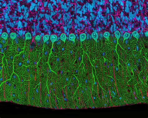 Life Under The Microscope The Years Best Biology Close Ups Wired