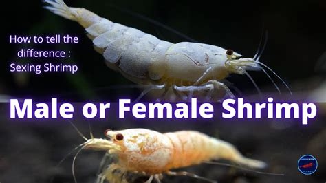 Is It A Male Or Female Shrimp How To Tell The Difference When Sexing Shrimp Youtube