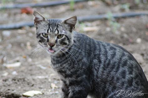 We did not find results for: Wildkatze neulich im Garten Foto & Bild | tiere, haustiere ...