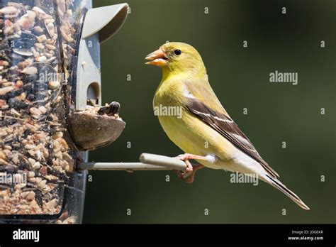 Female American Goldfinch Eating At A Backyard Bird Feeder The