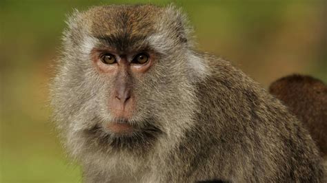 Mischwesen Aus Mensch Und Affe Forschern Gelingt Durchbruch
