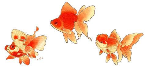 Fancy Fantail Goldfish Drawing Markoyxiana