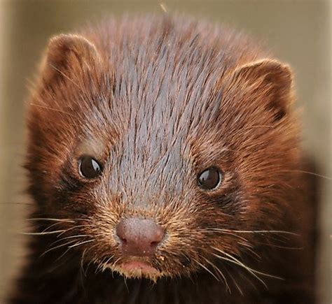 American Mink Facts Animals Of North America