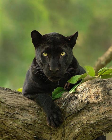 Find & download free graphic resources for cute animals. . Photo by @shaazjungphotography Black panther lounging on ...