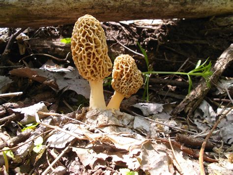 Mid Missouri Morels And Mushrooms The Morels Are Growing Easier To See