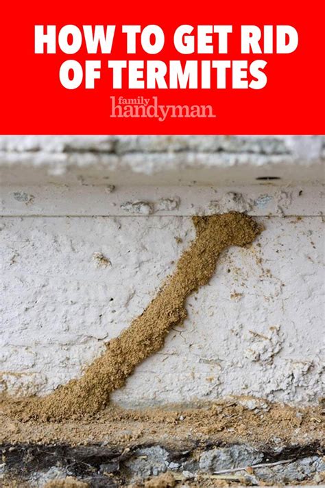 How To Get Rid Of Flying Termites Diy