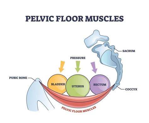 What Does A Physical Therapist Do For Pelvic Floor Dysfunction