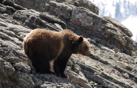Grizzly Bear Province Of British Columbia
