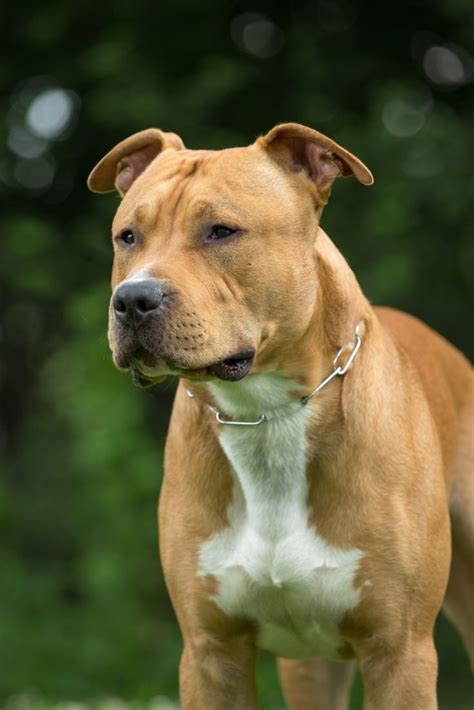Portrait Of Nice American Staffordshire Terrier Pitbull Pitbulls