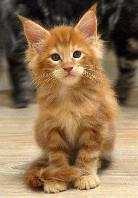 Turkish Angora Cat Catssky Fleashampooforcats Angora Cats Pretty