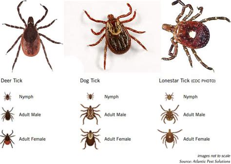 So What About Ticks