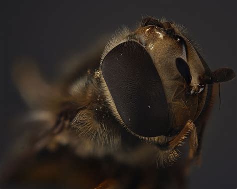 hover fly compound fly close up insect macro fly eye macro photography piqsels