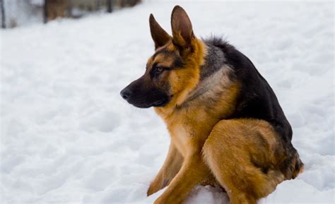 Most loved for their intelligence and versatility, german shepherds are extremely loyal and will be protective of their family. Video: Watch This Hunchbacked German Shepherd Run | ActionHub