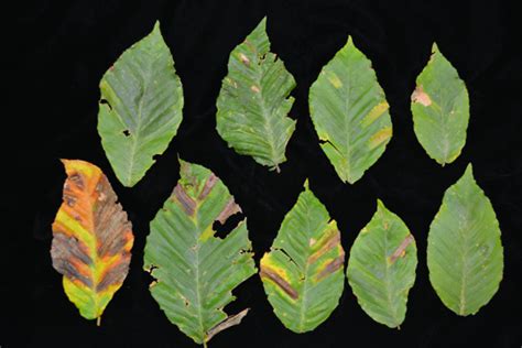 Beech Leaf Disease In New Jersey — Plant And Pest Advisory
