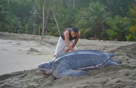 Young Man Saves Stranded Leaetherback Leatherback Turtle Sea Turtle