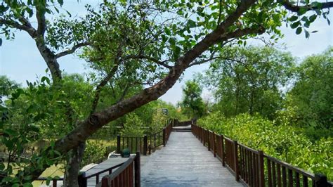 A Short Getaway To Mangrove Forest Wonorejo For Your Weekend