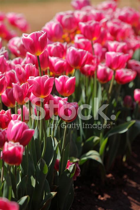 Pink Tulips Stock Photo Royalty Free Freeimages