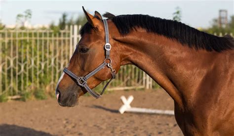 The Hanoverian Horse Breed Profile Helpful Horse Hints