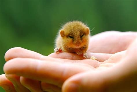 15 Super Cute Hand Sized Baby Animals Part 1