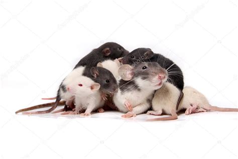 Cute Baby Rats