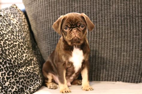 Reduced Stunning Chocolate And Tan Pugs In Cardiff Gumtree