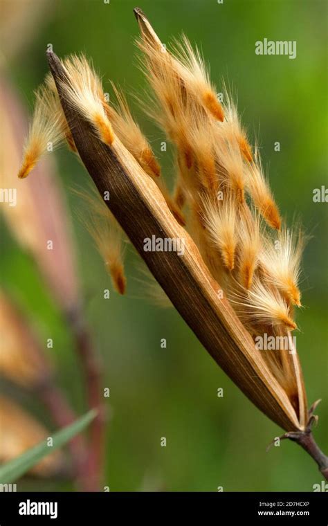 Follicles And Seeds Of Oleander Nerium Oleander Stock Photo Alamy
