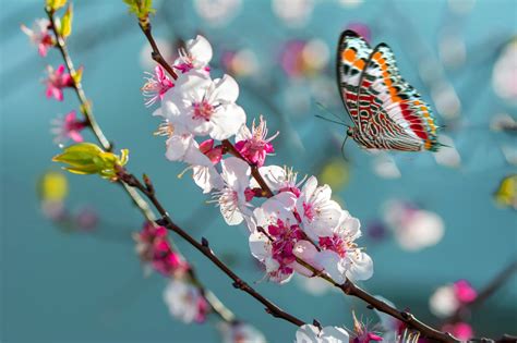 Фото весна бабочка макро - бесплатные картинки на Fonwall