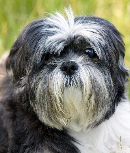 8 Types Of Shih Tzu All You Need To Know Animalfate