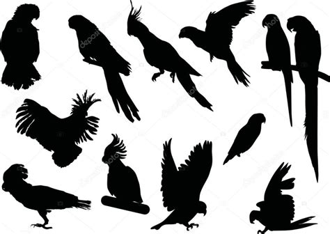 Black Parrot Collection — Stock Illustration Julian Barnes Wood Cat