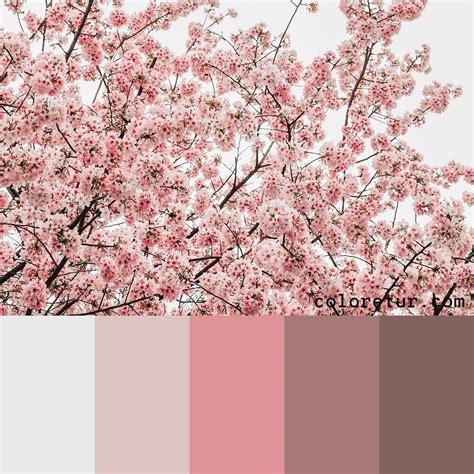 Https://tommynaija.com/paint Color/cherry Blossom Paint Color