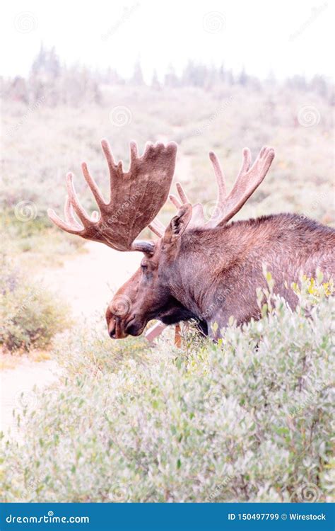 Large Wild Moose In A Field Near A Bush Stock Image Image Of Animal