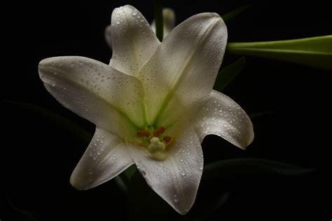 Easter Lilies Lilium Longiflorum Dsc Istvan Kerekes Flickr