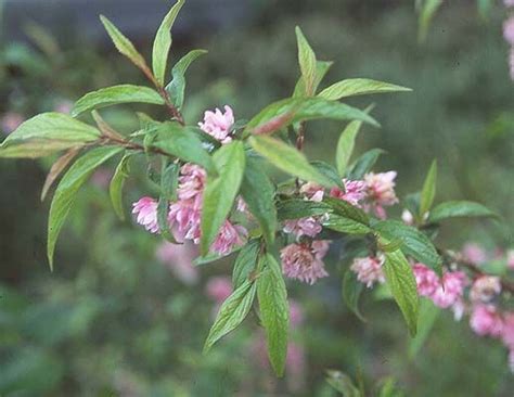 Garden prince dwarf almond tree. flowering almond leaves - Google Search (With images ...
