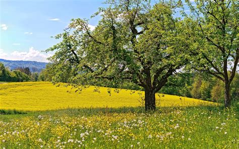 Beautiful Spring Tree Wallpapers And Images Wallpapers