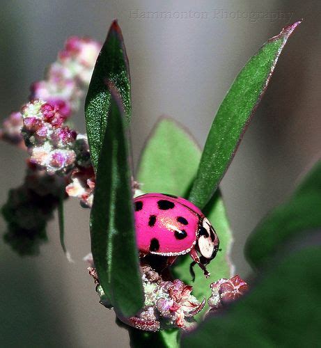 Pink Ladybug Pink Ladybug Ladybug Beautiful Bugs