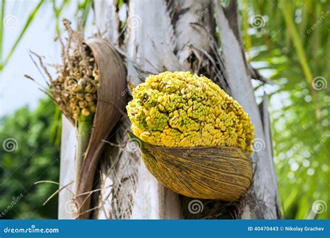 Palm Tree Flower Images / Plants Palm Trees And Flowers Stock Photo