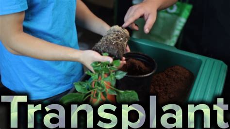 How soon you do this depends on how fast the plant grows; How to Transplant Plant to a Larger Pot - YouTube