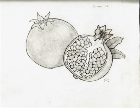 Pomegranate pencil drawing | Pencil drawings, Drawings, Artwork
