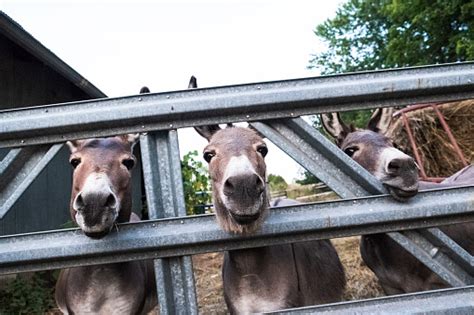 Donkeys In A Pen At A Farm Stock Photo Download Image Now