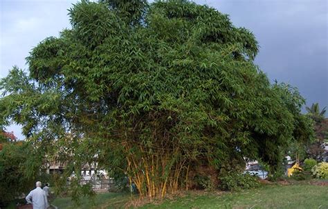 Clump Bamboo In Gardening Gardening Site