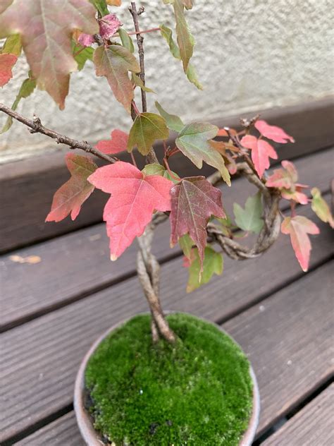 Bonsai In Autumn Trident Maple Mame Bonsai In Autumn Nicholas Cole