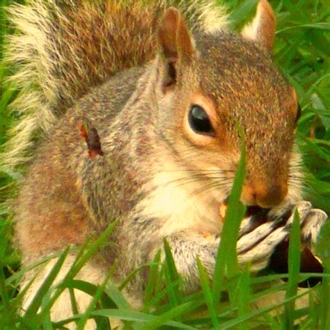 Hungry Squirrel Tombream07 Flickr