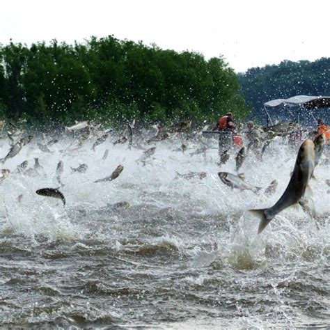 Us Seeks A Solution To Asian Carp Invasion South China Morning Post