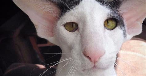 Meet The Odd Looking Cat Thats Drawing Attention For Looking Like A