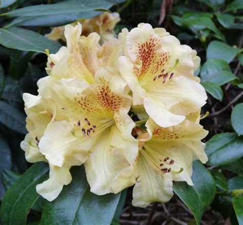 RHODODENDRON GOLDEN GATE Rhododendronscyphocalys